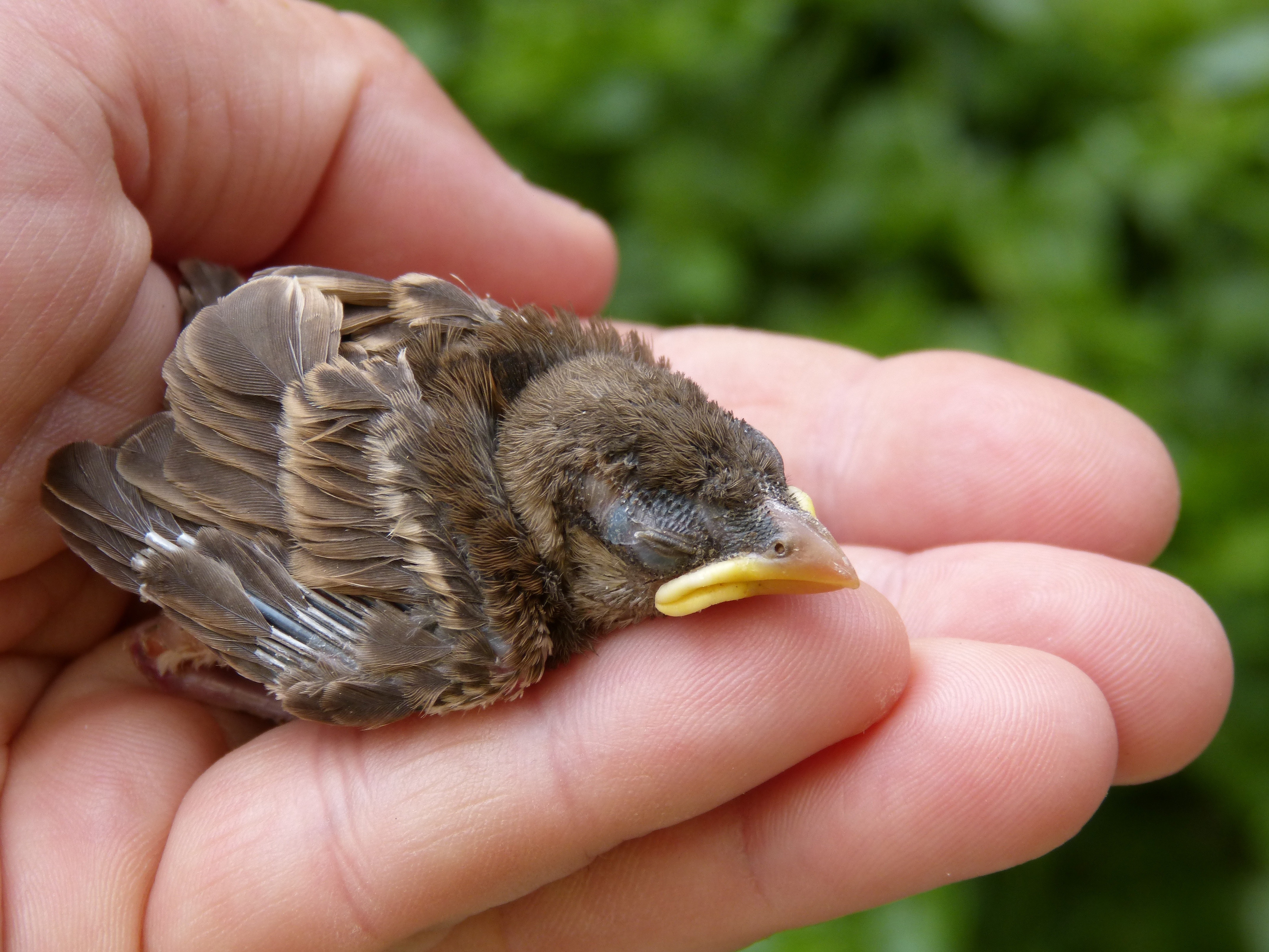 avian-baby-bird-161571