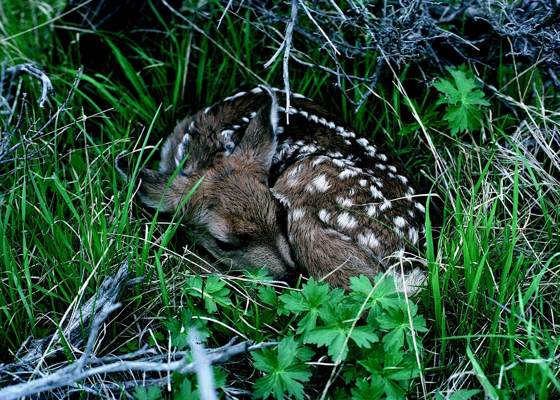 fawn-597558_1920