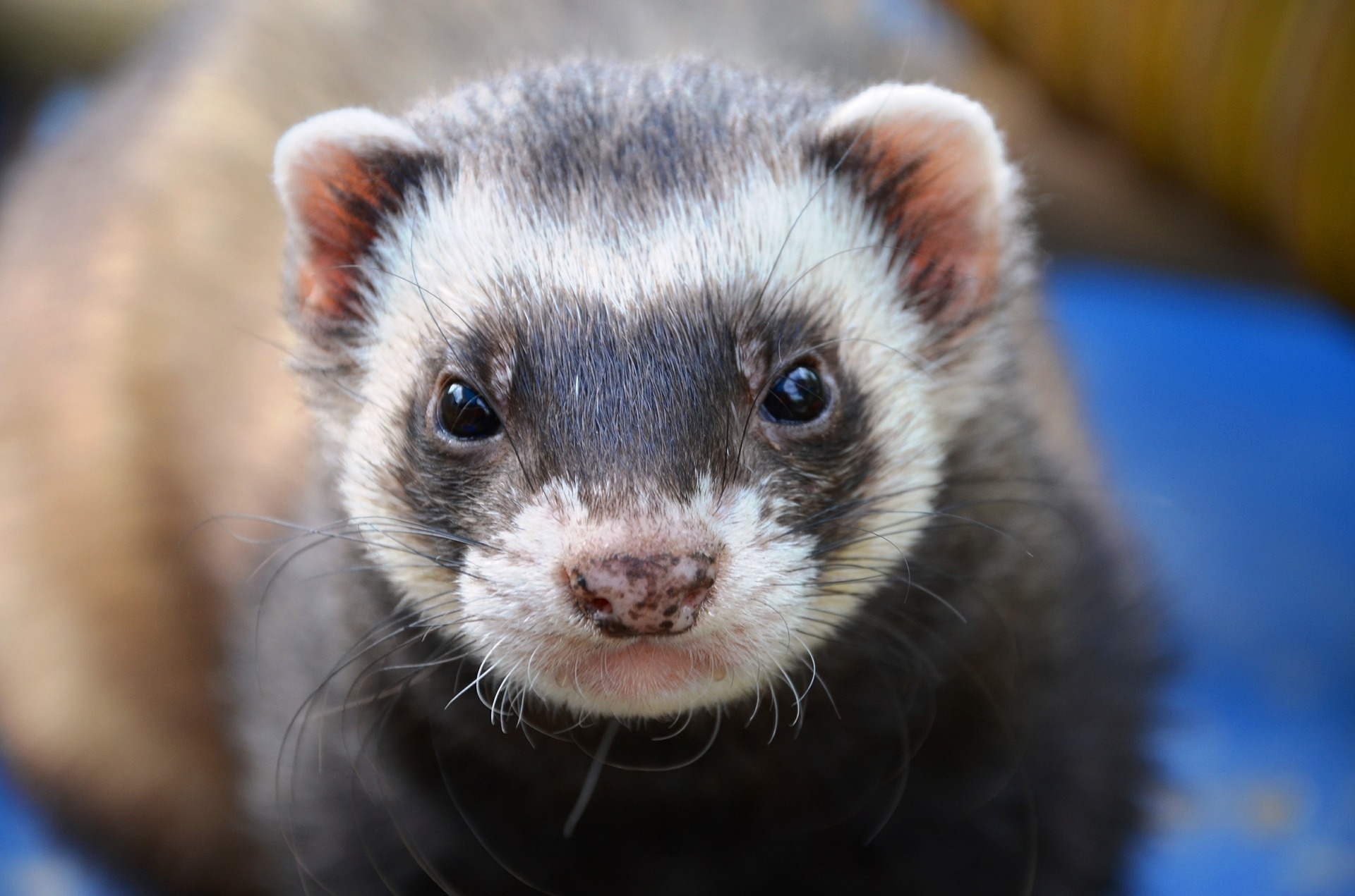 ferret-361577_1920