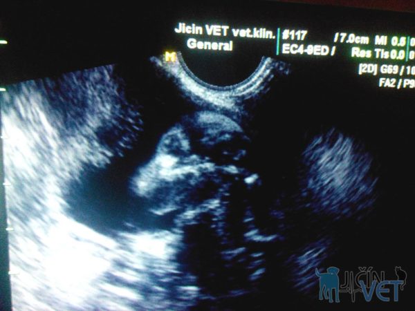 Diagnostika gravidity sonografií (ultrazvukem. Sonografický snímek březí feny se zřetelným obrazem hlavy plodu štěněte