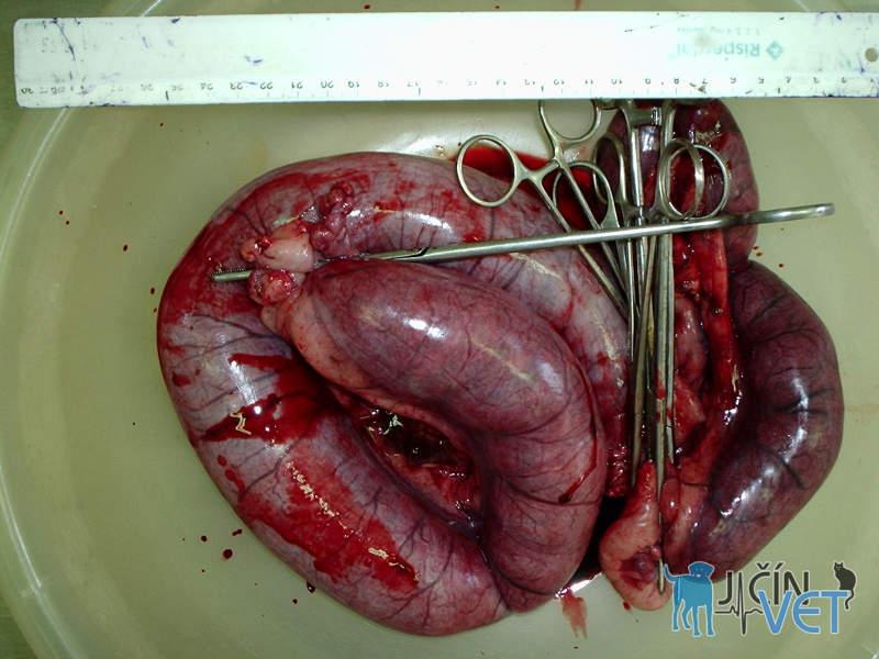 Postoperační snímek dělohy naplněné hnisavým obsahem (pyometra). Tomuto stavu lze velmi lehce předejít včasnou kastrací feny.