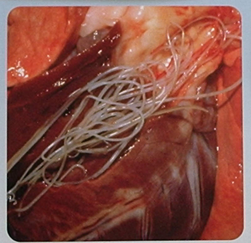 Dospělí parazité nezřídka vyplňují dutiny srdce a velkých cév.