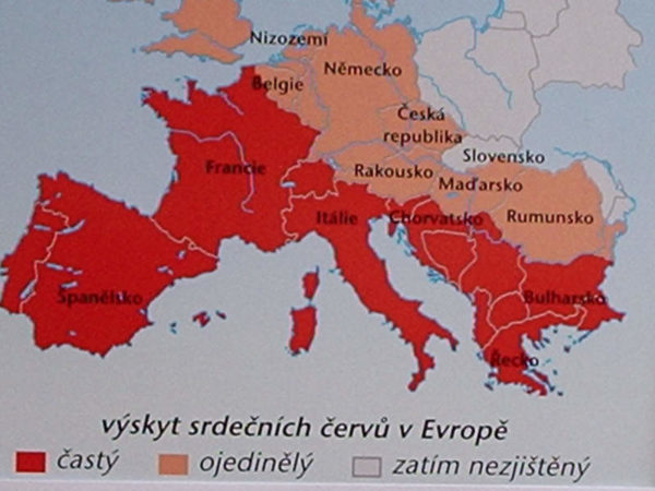 Mapa výskytu dirofilariózy v Evropě.