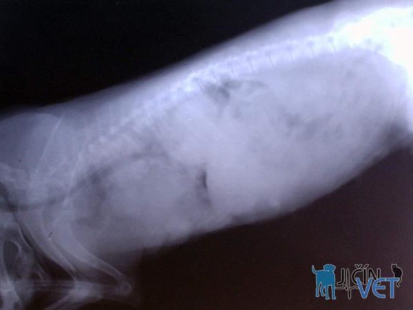 Na rentgenovém snímku hrudníku feny jedenáctiletého křížence je patrné zastínění celého plicního pole vícečetnými plicními nádory, jež sem metastazovaly z mléčné žlázy.