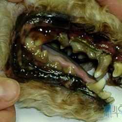 Dutina ústní u psa před ošetřením. Kříženec, pes, 12 let, jeho chrup nebyl nikdy ošetřen, výrazně vytvořený zubní kámen, zánět dásní a parodontóza některých zubů.