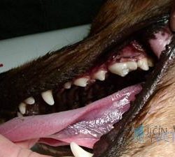 Ošetření zubního kazu u psů. Ošetřený zub po uzavření dutiny s čerstvou amalgámovou plombou.