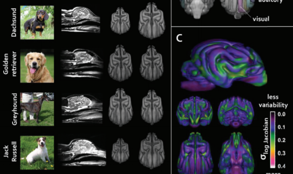 JNeurosci 2019 (