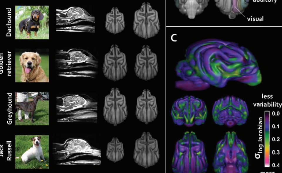 JNeurosci 2019, 0303-19